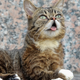 Illustration for article titled Lil Bub Draws Huge, Fawning Crowds at Her New York Book Signing
